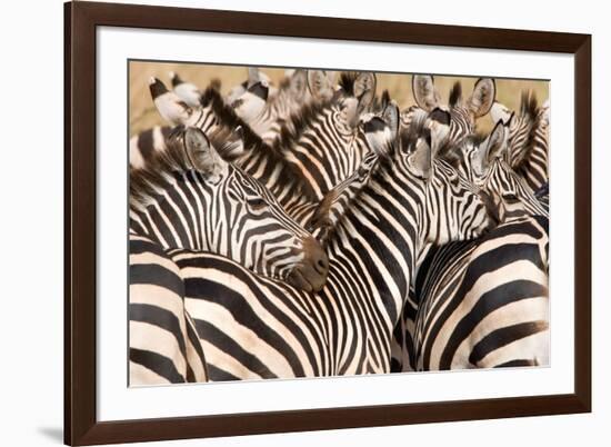 Burchell's Zebras (Equus Burchelli) in a Forest, Tarangire National Park, Tanzania-null-Framed Photographic Print