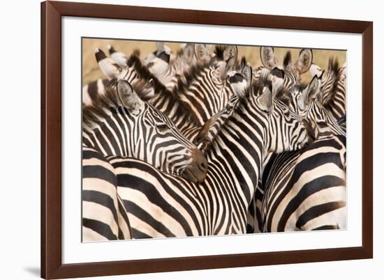 Burchell's Zebras (Equus Burchelli) in a Forest, Tarangire National Park, Tanzania-null-Framed Photographic Print