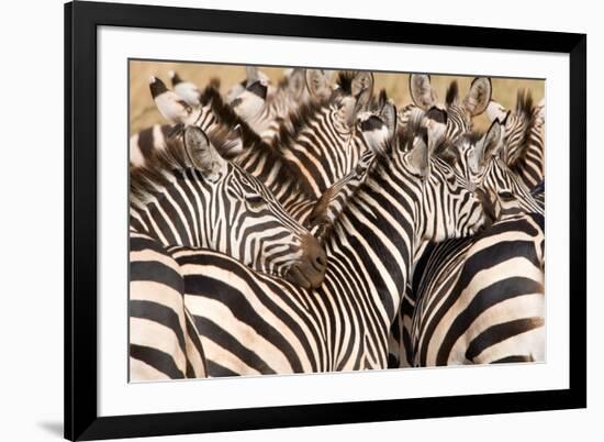 Burchell's Zebras (Equus Burchelli) in a Forest, Tarangire National Park, Tanzania-null-Framed Photographic Print