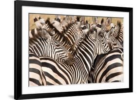 Burchell's Zebras (Equus Burchelli) in a Forest, Tarangire National Park, Tanzania-null-Framed Photographic Print