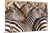 Burchell's Zebras (Equus Burchelli) in a Forest, Tarangire National Park, Tanzania-null-Mounted Photographic Print