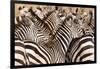 Burchell's Zebras (Equus Burchelli) in a Forest, Tarangire National Park, Tanzania-null-Framed Photographic Print