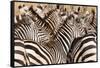 Burchell's Zebras (Equus Burchelli) in a Forest, Tarangire National Park, Tanzania-null-Framed Stretched Canvas