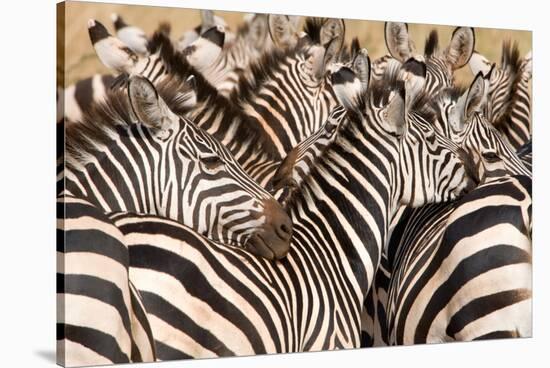 Burchell's Zebras (Equus Burchelli) in a Forest, Tarangire National Park, Tanzania-null-Stretched Canvas