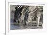 Burchell's Zebras (Equus Burchelli), Khwai Concession, Okavango Delta, Botswana, Africa-Sergio Pitamitz-Framed Photographic Print