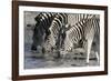 Burchell's Zebras (Equus Burchelli), Khwai Concession, Okavango Delta, Botswana, Africa-Sergio Pitamitz-Framed Photographic Print