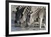 Burchell's Zebras (Equus Burchelli), Khwai Concession, Okavango Delta, Botswana, Africa-Sergio Pitamitz-Framed Photographic Print