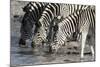 Burchell's Zebras (Equus Burchelli), Khwai Concession, Okavango Delta, Botswana, Africa-Sergio Pitamitz-Mounted Photographic Print