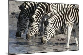 Burchell's Zebras (Equus Burchelli), Khwai Concession, Okavango Delta, Botswana, Africa-Sergio Pitamitz-Mounted Photographic Print