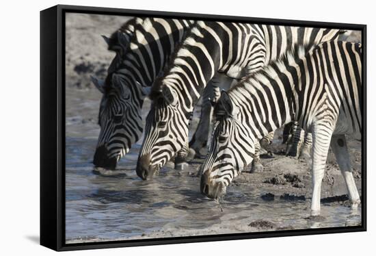 Burchell's Zebras (Equus Burchelli), Khwai Concession, Okavango Delta, Botswana, Africa-Sergio Pitamitz-Framed Stretched Canvas