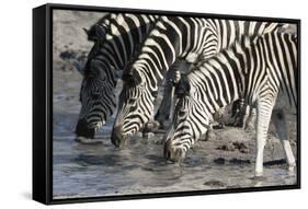 Burchell's Zebras (Equus Burchelli), Khwai Concession, Okavango Delta, Botswana, Africa-Sergio Pitamitz-Framed Stretched Canvas