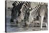 Burchell's Zebras (Equus Burchelli), Khwai Concession, Okavango Delta, Botswana, Africa-Sergio Pitamitz-Stretched Canvas
