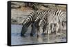 Burchell's Zebras (Equus Burchelli), Khwai Concession, Okavango Delta, Botswana, Africa-Sergio Pitamitz-Framed Stretched Canvas