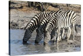 Burchell's Zebras (Equus Burchelli), Khwai Concession, Okavango Delta, Botswana, Africa-Sergio Pitamitz-Stretched Canvas