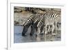 Burchell's Zebras (Equus Burchelli), Khwai Concession, Okavango Delta, Botswana, Africa-Sergio Pitamitz-Framed Photographic Print