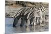 Burchell's Zebras (Equus Burchelli), Khwai Concession, Okavango Delta, Botswana, Africa-Sergio Pitamitz-Mounted Photographic Print