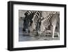 Burchell's Zebras (Equus Burchelli), Khwai Concession, Okavango Delta, Botswana, Africa-Sergio Pitamitz-Framed Photographic Print