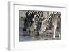 Burchell's Zebras (Equus Burchelli), Khwai Concession, Okavango Delta, Botswana, Africa-Sergio Pitamitz-Framed Photographic Print