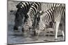 Burchell's Zebras (Equus Burchelli), Khwai Concession, Okavango Delta, Botswana, Africa-Sergio Pitamitz-Mounted Photographic Print