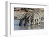 Burchell's Zebras (Equus Burchelli), Khwai Concession, Okavango Delta, Botswana, Africa-Sergio Pitamitz-Framed Photographic Print