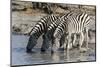 Burchell's Zebras (Equus Burchelli), Khwai Concession, Okavango Delta, Botswana, Africa-Sergio Pitamitz-Mounted Photographic Print