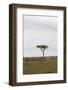 Burchell's Zebras (Equus Burchelli), Masai Mara National Reserve, Kenya, East Africa, Africa-Angelo Cavalli-Framed Photographic Print