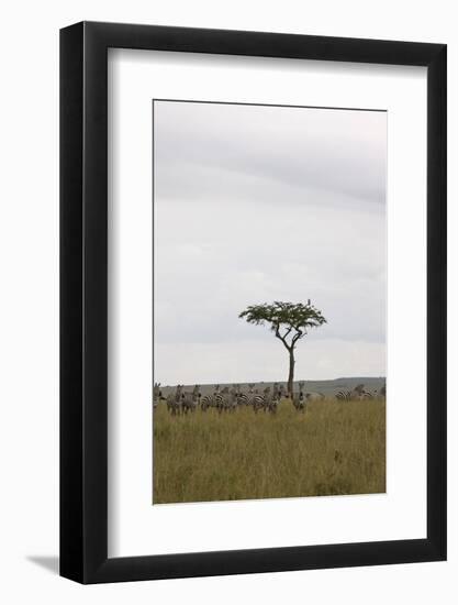 Burchell's Zebras (Equus Burchelli), Masai Mara National Reserve, Kenya, East Africa, Africa-Angelo Cavalli-Framed Photographic Print