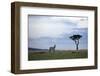 Burchell's Zebras (Equus Burchelli), Masai Mara National Reserve, Kenya, East Africa, Africa-Angelo Cavalli-Framed Photographic Print