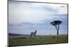 Burchell's Zebras (Equus Burchelli), Masai Mara National Reserve, Kenya, East Africa, Africa-Angelo Cavalli-Mounted Photographic Print