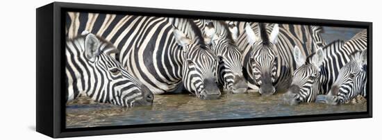 Burchell's Zebras (Equus Quagga Burchellii) at Waterhole, Etosha National Park, Namibia-null-Framed Stretched Canvas