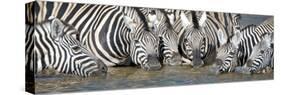 Burchell's Zebras (Equus Quagga Burchellii) at Waterhole, Etosha National Park, Namibia-null-Stretched Canvas