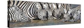 Burchell's Zebras (Equus Quagga Burchellii) at Waterhole, Etosha National Park, Namibia-null-Stretched Canvas