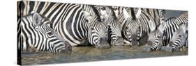 Burchell's Zebras (Equus Quagga Burchellii) at Waterhole, Etosha National Park, Namibia-null-Stretched Canvas