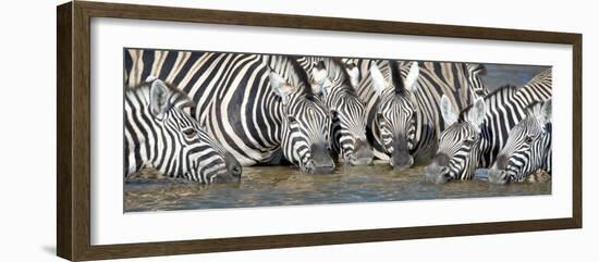 Burchell's Zebras (Equus Quagga Burchellii) at Waterhole, Etosha National Park, Namibia-null-Framed Premium Photographic Print