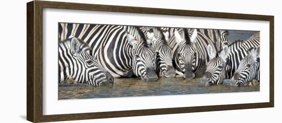 Burchell's Zebras (Equus Quagga Burchellii) at Waterhole, Etosha National Park, Namibia-null-Framed Photographic Print