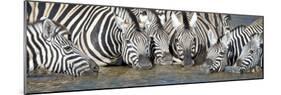 Burchell's Zebras (Equus Quagga Burchellii) at Waterhole, Etosha National Park, Namibia-null-Mounted Photographic Print