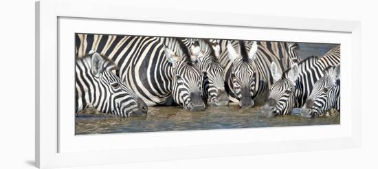 Burchell's Zebras (Equus Quagga Burchellii) at Waterhole, Etosha National Park, Namibia-null-Framed Photographic Print