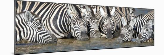 Burchell's Zebras (Equus Quagga Burchellii) at Waterhole, Etosha National Park, Namibia-null-Mounted Photographic Print