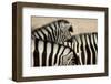 Burchell'S Zebras (Equus Quagga Burchellii) Close Ups Of The Manes, Etosha Np, Namibia-Enrique Lopez-Tapia-Framed Photographic Print