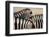 Burchell'S Zebras (Equus Quagga Burchellii) Close Ups Of The Manes, Etosha Np, Namibia-Enrique Lopez-Tapia-Framed Photographic Print