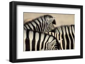 Burchell'S Zebras (Equus Quagga Burchellii) Close Ups Of The Manes, Etosha Np, Namibia-Enrique Lopez-Tapia-Framed Photographic Print