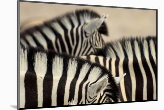 Burchell'S Zebras (Equus Quagga Burchellii) Close Ups Of The Manes, Etosha Np, Namibia-Enrique Lopez-Tapia-Mounted Photographic Print