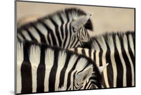 Burchell'S Zebras (Equus Quagga Burchellii) Close Ups Of The Manes, Etosha Np, Namibia-Enrique Lopez-Tapia-Mounted Photographic Print