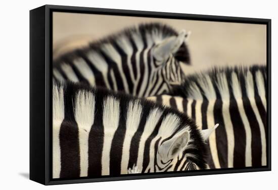 Burchell'S Zebras (Equus Quagga Burchellii) Close Ups Of The Manes, Etosha Np, Namibia-Enrique Lopez-Tapia-Framed Stretched Canvas