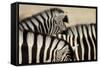 Burchell'S Zebras (Equus Quagga Burchellii) Close Ups Of The Manes, Etosha Np, Namibia-Enrique Lopez-Tapia-Framed Stretched Canvas