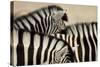Burchell'S Zebras (Equus Quagga Burchellii) Close Ups Of The Manes, Etosha Np, Namibia-Enrique Lopez-Tapia-Stretched Canvas
