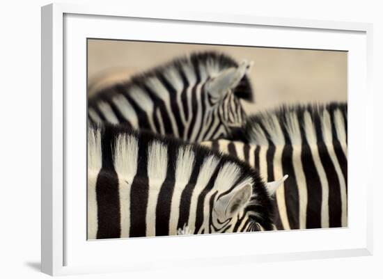 Burchell'S Zebras (Equus Quagga Burchellii) Close Ups Of The Manes, Etosha Np, Namibia-Enrique Lopez-Tapia-Framed Photographic Print