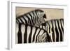 Burchell'S Zebras (Equus Quagga Burchellii) Close Ups Of The Manes, Etosha Np, Namibia-Enrique Lopez-Tapia-Framed Photographic Print