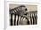 Burchell'S Zebras (Equus Quagga Burchellii) Close Ups Of The Manes, Etosha Np, Namibia-Enrique Lopez-Tapia-Framed Photographic Print