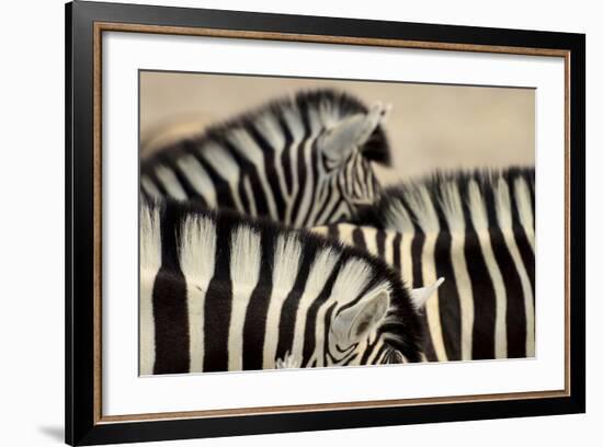 Burchell'S Zebras (Equus Quagga Burchellii) Close Ups Of The Manes, Etosha Np, Namibia-Enrique Lopez-Tapia-Framed Photographic Print